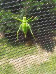 Barbitistes constrictus