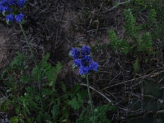 Phacelia congesta