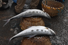 Scomberoides