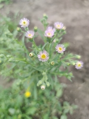Erigeron acris podolicus