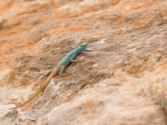 Platysaurus intermedius