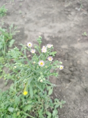 Erigeron acris podolicus