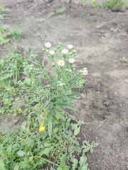 Erigeron acris podolicus