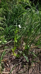 Epilobium lactiflorum
