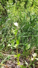 Epilobium lactiflorum
