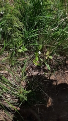 Epilobium lactiflorum