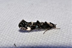 Mompha conturbatella