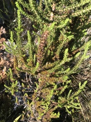 Seriphium cinereum