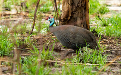 Numida meleagris mitratus