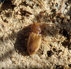 Dicheirotrichus obsoletus