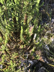 Seriphium cinereum