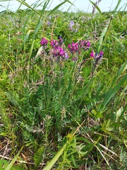 Oxytropis erecta