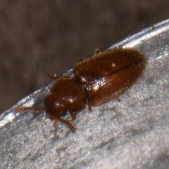 Cryptophilus