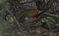 Pitta angolensis longipennis