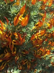 Lotus berthelotii
