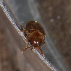 Cryptophilus