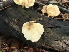 Microporellus obovatus