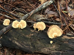 Microporellus obovatus