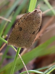 Meritastis polygraphana