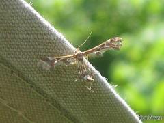 Oxyptilini