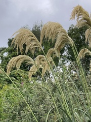 Austroderia richardii