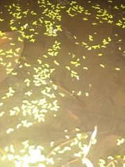 Aplocheilus lineatus