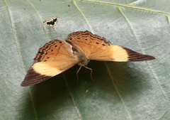 Cirrochroa orissa