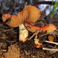Cortinarius erythraeus