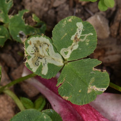 Liriomyza fricki