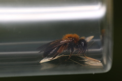 Andrena bicolor
