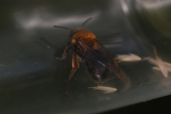 Andrena bicolor