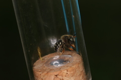 Anthidium punctatum