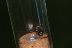 Anthidium punctatum