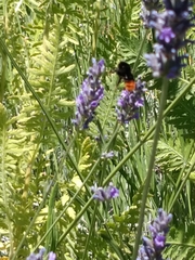 Bombus lapidarius