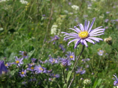 Aster amellus bessarabicus