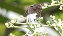Tagiades calligana