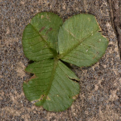 Liriomyza fricki