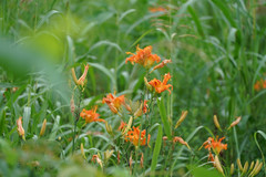 Hemerocallis fulva kwanso