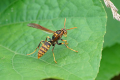 Polistes jokahamae