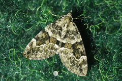 Thera obeliscata