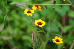 Coreopsis tinctoria