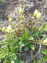 Castilleja pavlovii