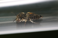 Coelioxys afer