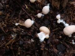 Tubifera microsperma