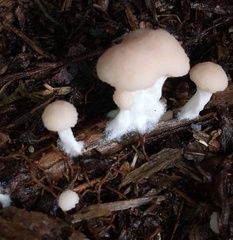 Tubifera microsperma