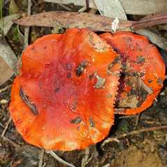 Cortinarius erythraeus