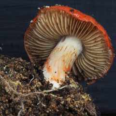 Cortinarius erythraeus