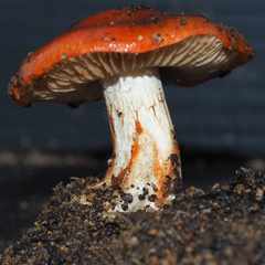 Cortinarius erythraeus