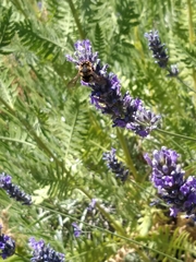 Anthidium florentinum