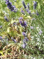 Anthidium florentinum